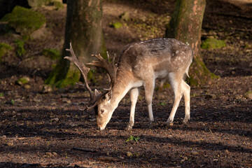 Naklejka na ściany i meble Majestic fallow deer in the forest enjoying the warm light of the sunset. 
