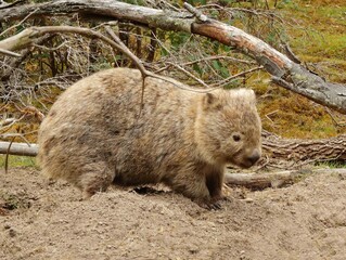 close up of cute wombat grazing in the grass at the former penal colony of maria island, off the coast of triabunna, in eastern tasmania, australia