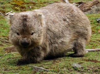 Fototapeta premium close up of cute wombat grazing in the grass at the former penal colony of maria island, off the coast of triabunna, in eastern tasmania, australia