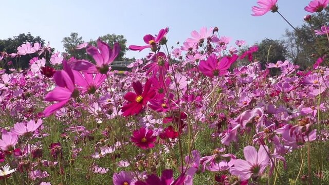 pink garden flowers,flowers blossoming under blue sky background.