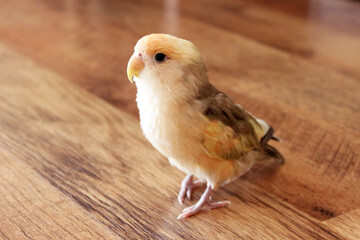 Small yellow parrot standing on a parquet in the house