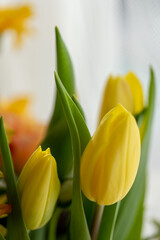 blooming yellow tulips on a light background