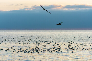 Flock of gulls at Black Sea. Beautiful seascape of seagulls at sunset.
