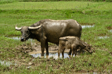 A water buffalo (Asiatic buffalo/Asian buffalo) and her calf cool off in a puddle in a field, Yulong, Guangxi Province, China