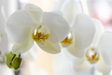 Fototapeta na wymiar blooming orchid on a light background