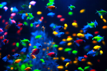 A group of colorful tropical fish under the water. Select the focus. Sea background. sea fishes in...