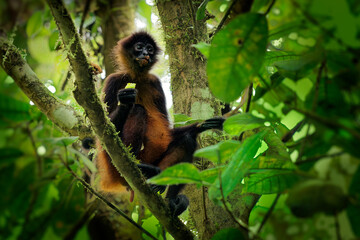 Geoffroys spider monkey - Ateles geoffroi also black-handed spider monkey or the Central American spider monkey, a type of New World monkey from Central America, Mexico Colombia