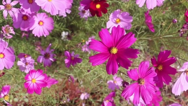 pink garden flowers,flowers blossoming under blue sky background.