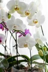 Obraz premium blooming orchid on a light background