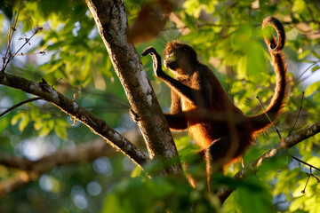 Geoffroys spider monkey - Ateles geoffroi also black-handed spider monkey or the Central American...