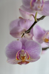 blooming orchid on a light background