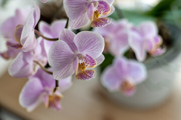 Fototapeta na wymiar blooming orchid on a light background