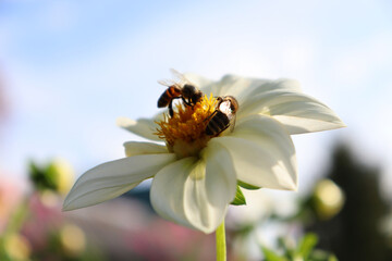 A honey bees collects nectar on a large flower. White dahlia. Pollination of flowers by insects. Question of protecting bees.