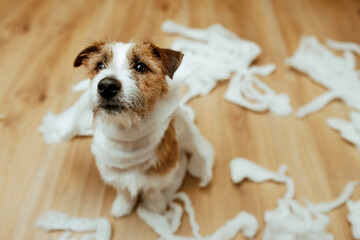 The guilty dog destroyed the pillow at home. Jack Russell Terrier sits among the remains of a torn pillow. OOPS