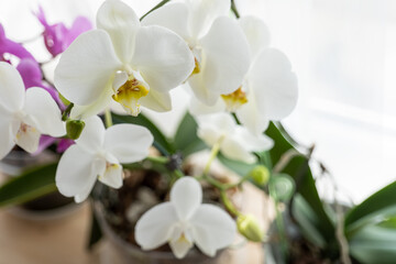 Naklejka na ściany i meble blooming orchid on a light background