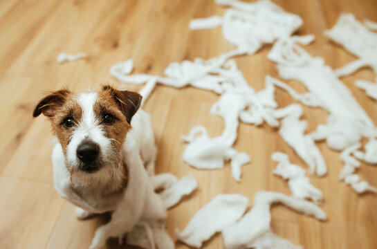 The guilty dog destroyed the pillow at home. Jack Russell Terrier sits among the remains of a torn pillow. OOPS
