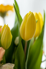 Fototapeta premium blooming yellow tulips on a light background