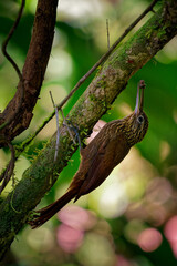 Cocoa Woodcreeper - Xiphorhynchus susurrans passerine bird in the ovenbird family, formerly subspecies of the buff-throated woodcreeper (X. guttatus), brown long billed bird