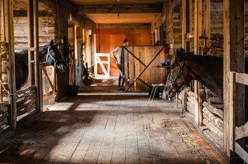 The stable girl came to the stable to feed the horses, they are waiting.