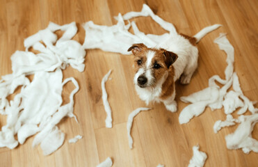 The guilty dog destroyed the pillow at home. Jack Russell Terrier sits among the remains of a torn...