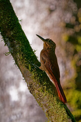 Cocoa Woodcreeper - Xiphorhynchus susurrans passerine bird in the ovenbird family, formerly subspecies of the buff-throated woodcreeper (X. guttatus), brown long billed bird