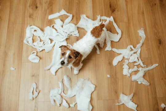 The guilty dog destroyed the pillow at home. Jack Russell Terrier sits among the remains of a torn pillow. OOPS