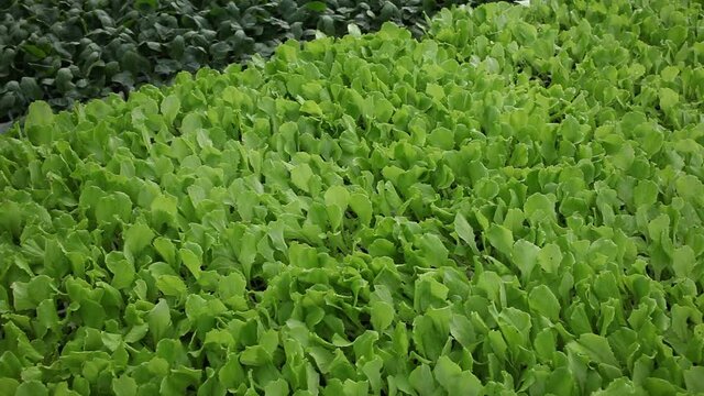 Greenhouse with rows of ripe green spinach plants closeup