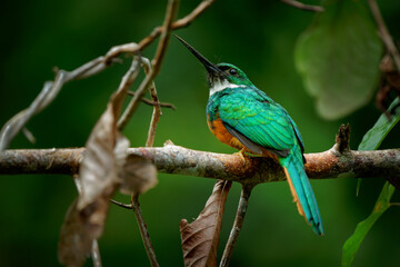 Rufous-tailed jacamar - Galbula ruficauda near-passerine bird breeds in the tropical New World in Mexico, Central and South America to Brazil and Ecuador, green orange plumage with long beak