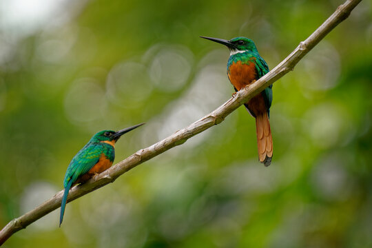 Rufous-tailed jacamar - Galbula ruficauda near-passerine bird breeds in Mexico, Central and South America to Brazil and Ecuador, green orange plumage with long beak. Male and female
