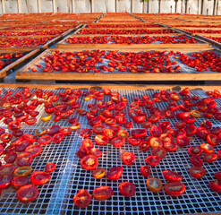 Cut tomatoes on nets for the sun drying process - 422173946
