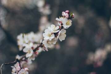 Apricot blossoms on the green background. Beautiful nature scene with branch in bloom. Spring flowers. Springtime