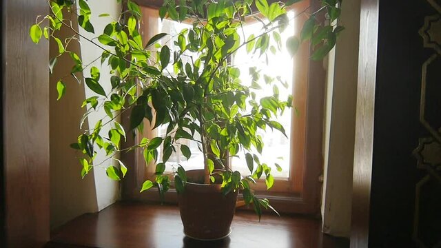 The Plant Stands on the Sunscreen in the Sunlight
