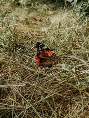 butterfly on the ground