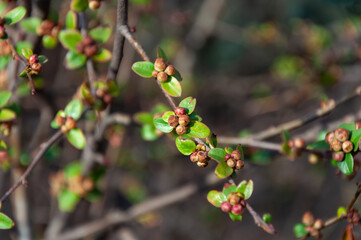 Swollen spring buds on the branches of a tree close up. Tree branch before flowering covered with buds in early spring. Close up of blossoming tree.