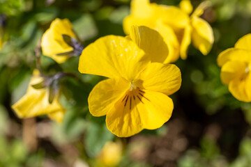 homemade violet in a clay pot in the garden