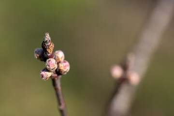 a small twig of cherry, ready to bloom