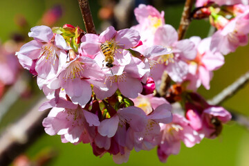 Closeup of Bee and Cherry Blossom flower in the Spring