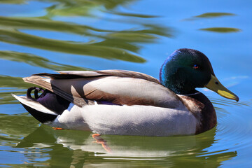 Colorful duck swimming in the water