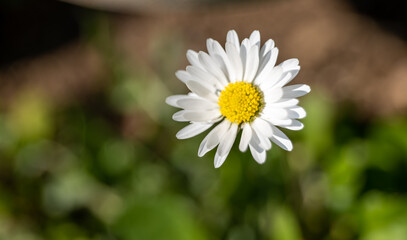 Fototapeta premium daisy close-up in the grass in the meadow
