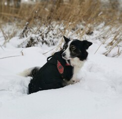 black and white border collie dog in snow with snow falling 