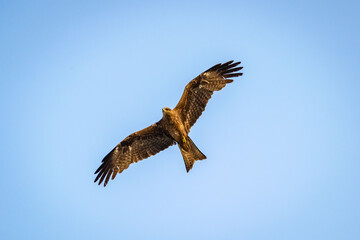 Black Kite