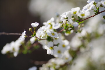雪柳