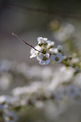 雪柳