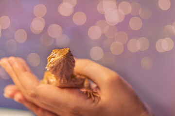 Bartagame Echse