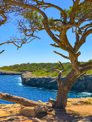 Arbes du sud dans la mer