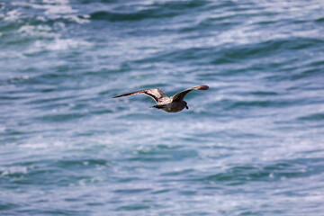 Fototapeta na wymiar Seagull flying over ocean