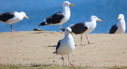Fototapeta premium Seagulls walking on the rocks
