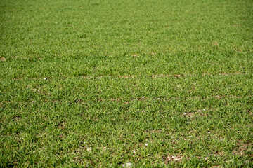 fresh green grass in the field