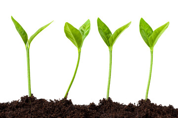 young plant growing from soil, sprout isolated on white background