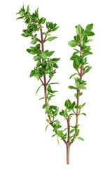 Thyme isolated on white background, full depth of field, clipping path